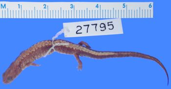 Media type: image; Herpetology A-27795